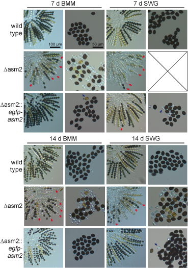 Bmcgenomics Asm2 Mutant