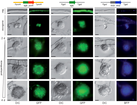 Bmcgenomics Pro44 Localization