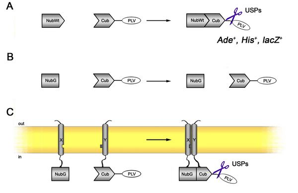 Csm Sus Intro Eb4f7f4ef8