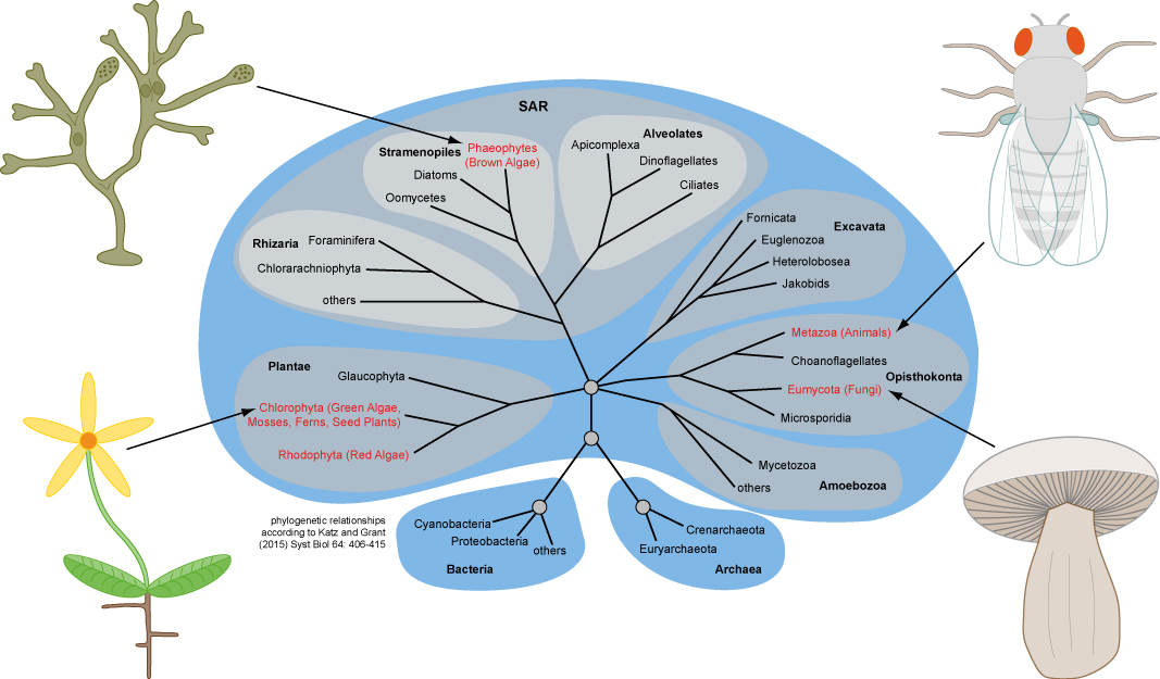 Eukaryotic Tree Multicellular Dev
