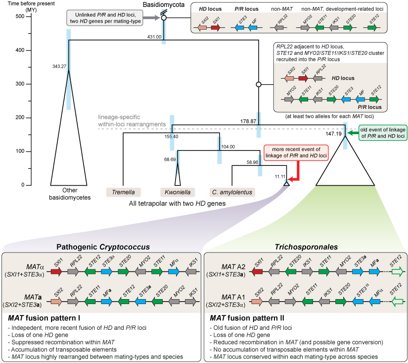 Plosgenet Mat Evol Model