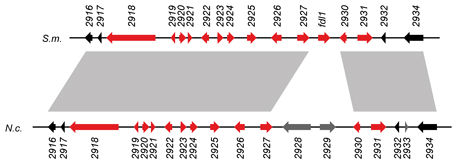 Sordaria Polyketide Cluster